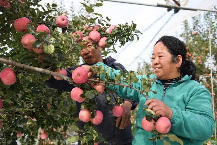 ส้มปิงถัง' หนึ่งในสารพัดผลไม้ 'รหัสลับฟื้นฟูชนบท' ของจีน