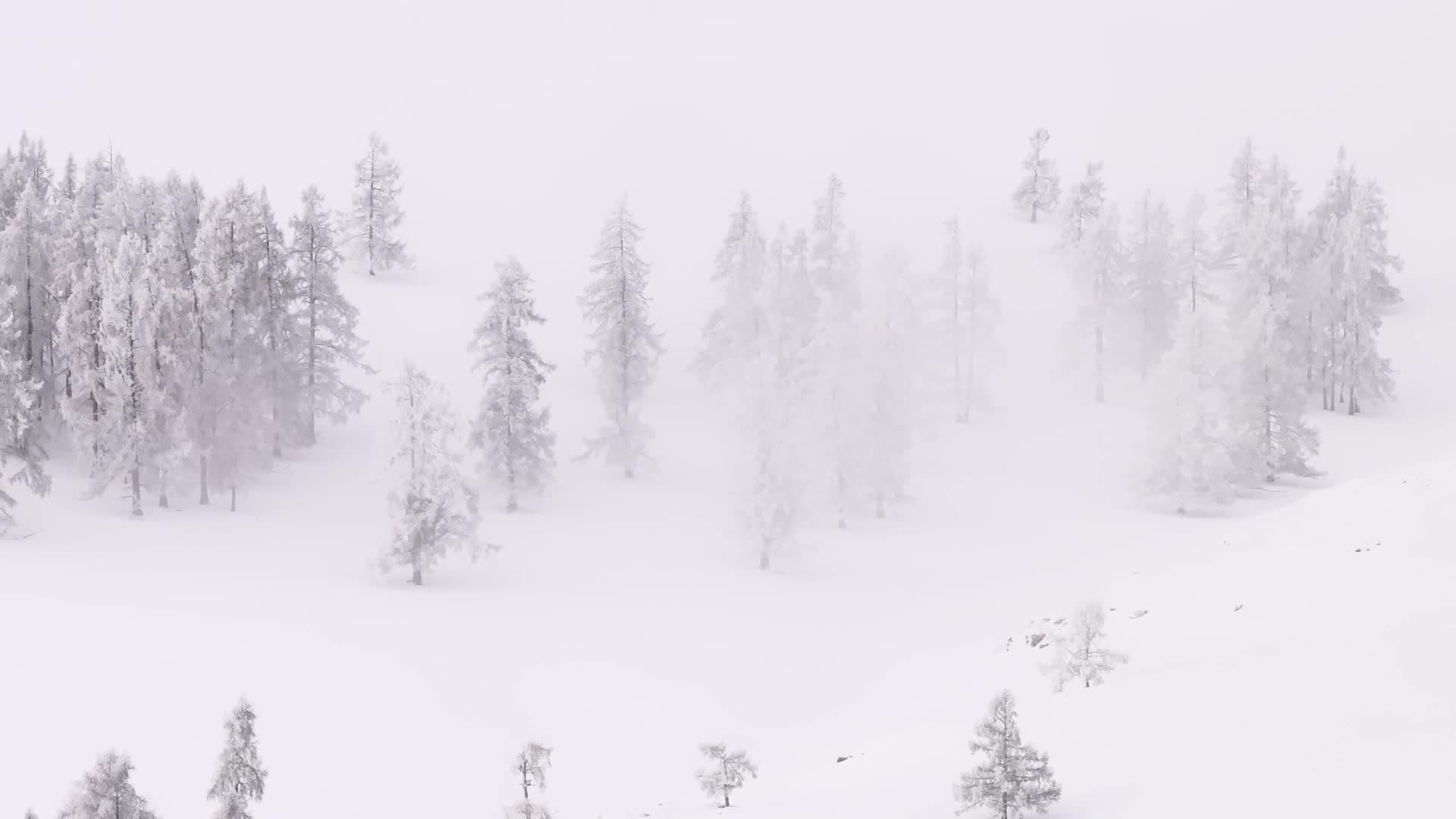 หิมะขาวห่มทุ่งหญ้า น้ำค้างแข็งเคลือบแมกไม้ ฉากธรรมชาติงามในซินเจียง