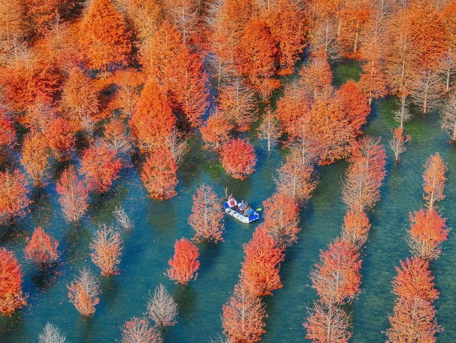 พายเรือชมสีสัน 'ป่าสน' กลางวนอุทยานในเจ้อเจียง