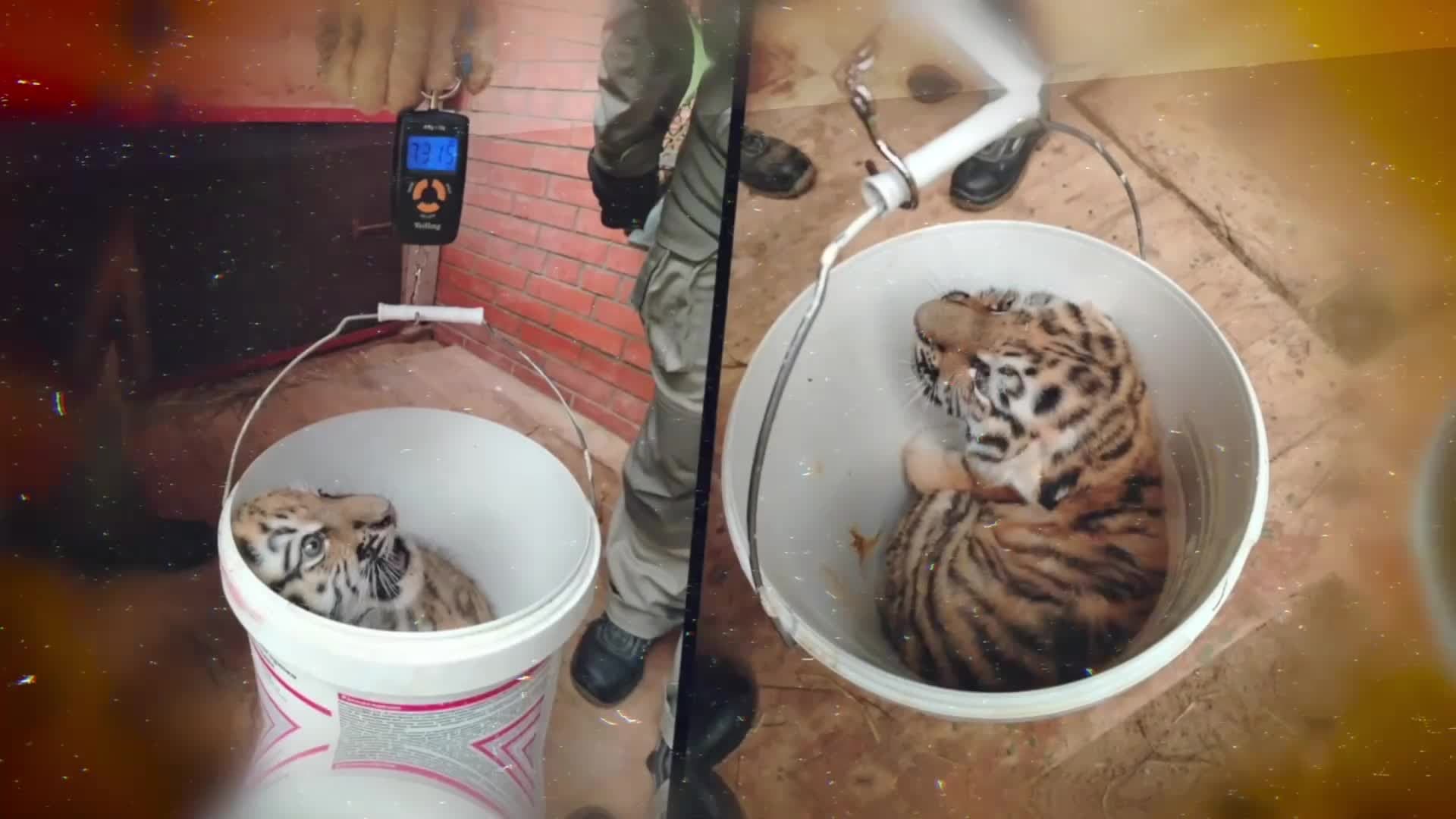 ส่องความน่ารัก 'ลูกเสือโคร่งไซบีเรีย' เดินพุงห้อยในมอสโก