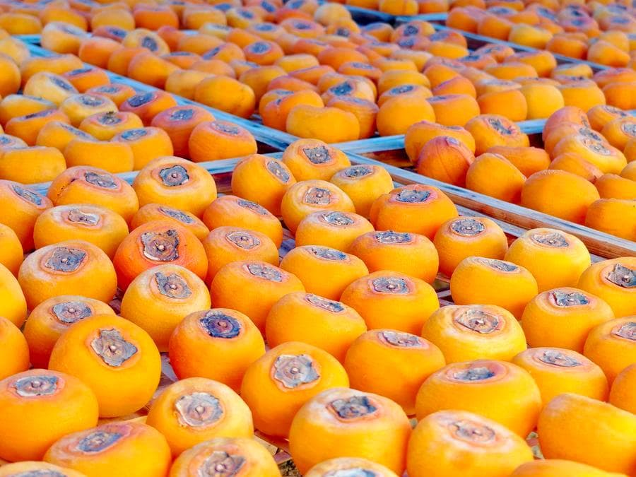 อุตสาหกรรม 'ลูกพลับ' สีสด เพิ่มรายได้เกษตรกรในกว่างซี