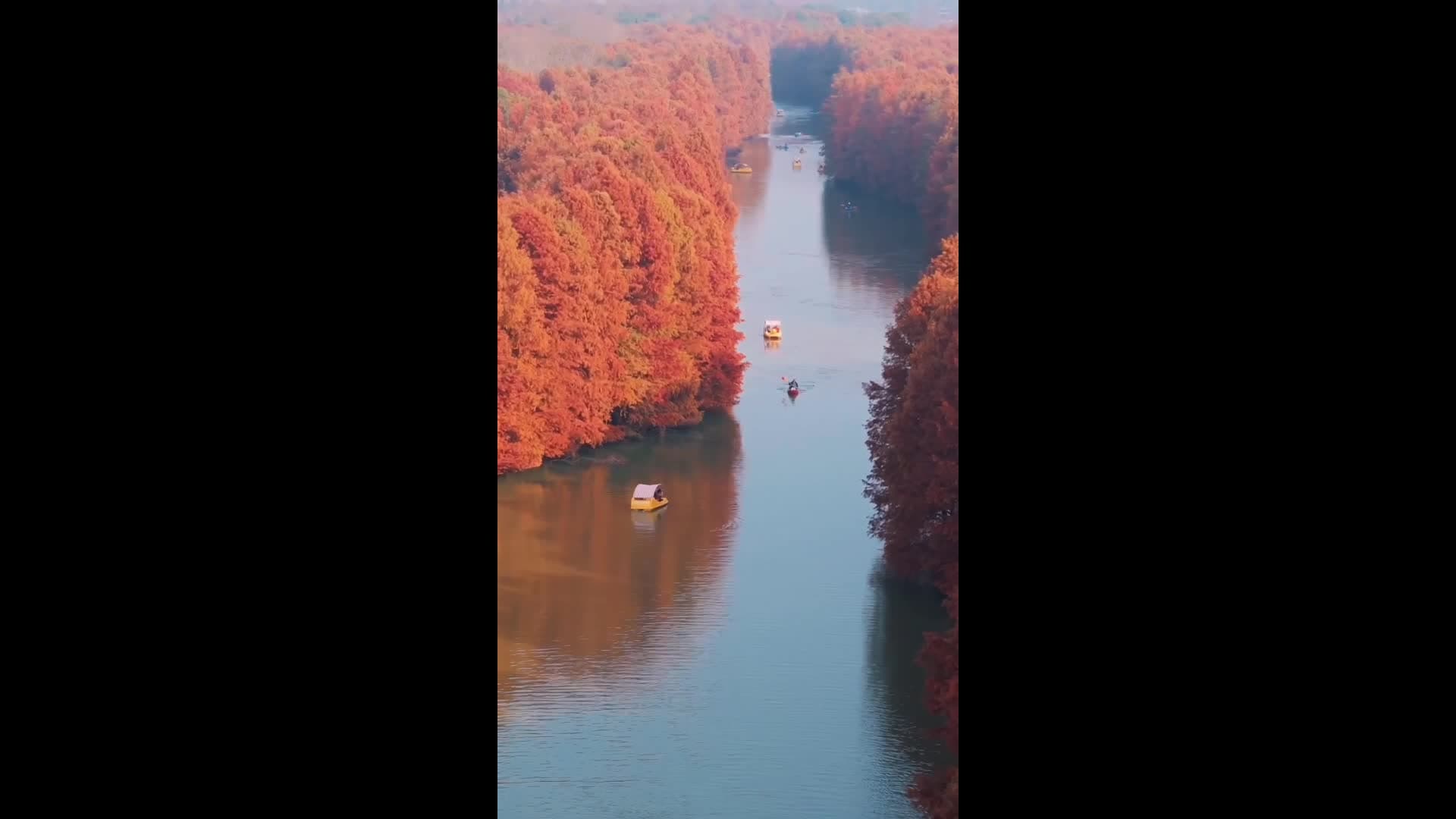 เพลิดเพลินสีสัน 'ป่าสนแดง' เข้าฤดูทองในเซี่ยงไฮ้