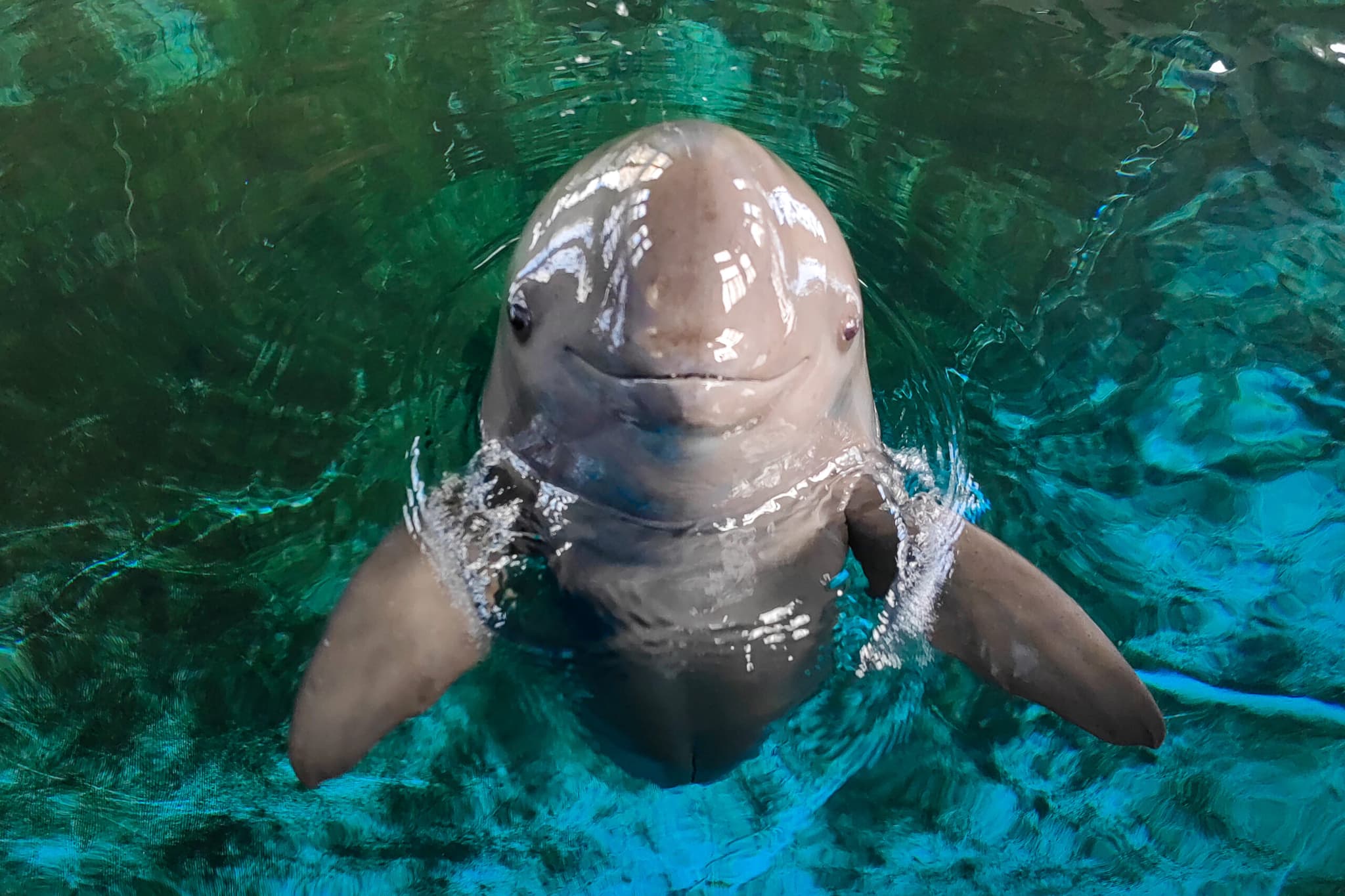 ศึกษาพบ 'มิตรภาพโลมา' เปรียบเสมือน 'ตัวช่วยชะลอวัย' ตามธรรมชาติ