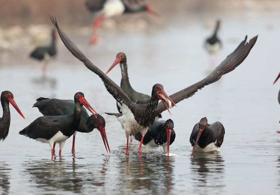 ส่องระยะประชิด 'นกกระสาดำ' หากินในเหอเป่ย