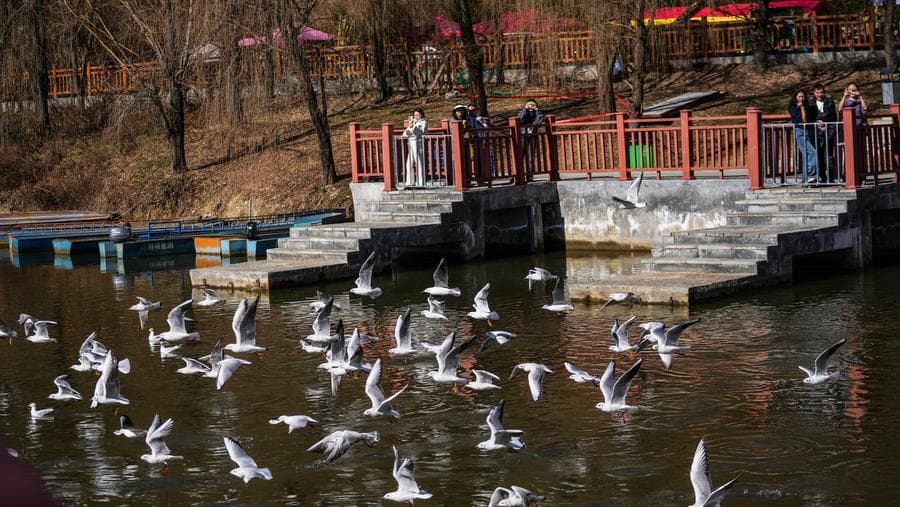 นกอพยพฝูงใหญ่บินหลบหนาว 'ทะเลสาบเฉ่าไห่' ในกุ้ยโจว