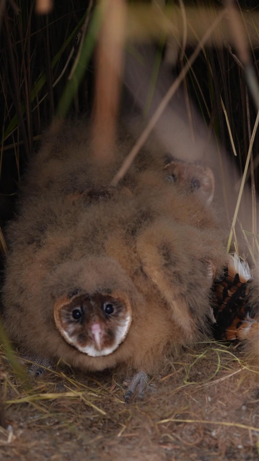 งานก่อสร้างในเฉิงตูหยุดชะงัก หลังพบ 'ลูกนกแสก' ตาแป๋ว