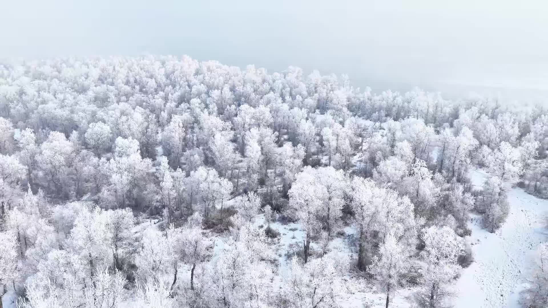 ทิวทัศน์น้ำค้างแข็ง เนรมิตดอกไม้สีเงิน วิวงามในซินเจียง