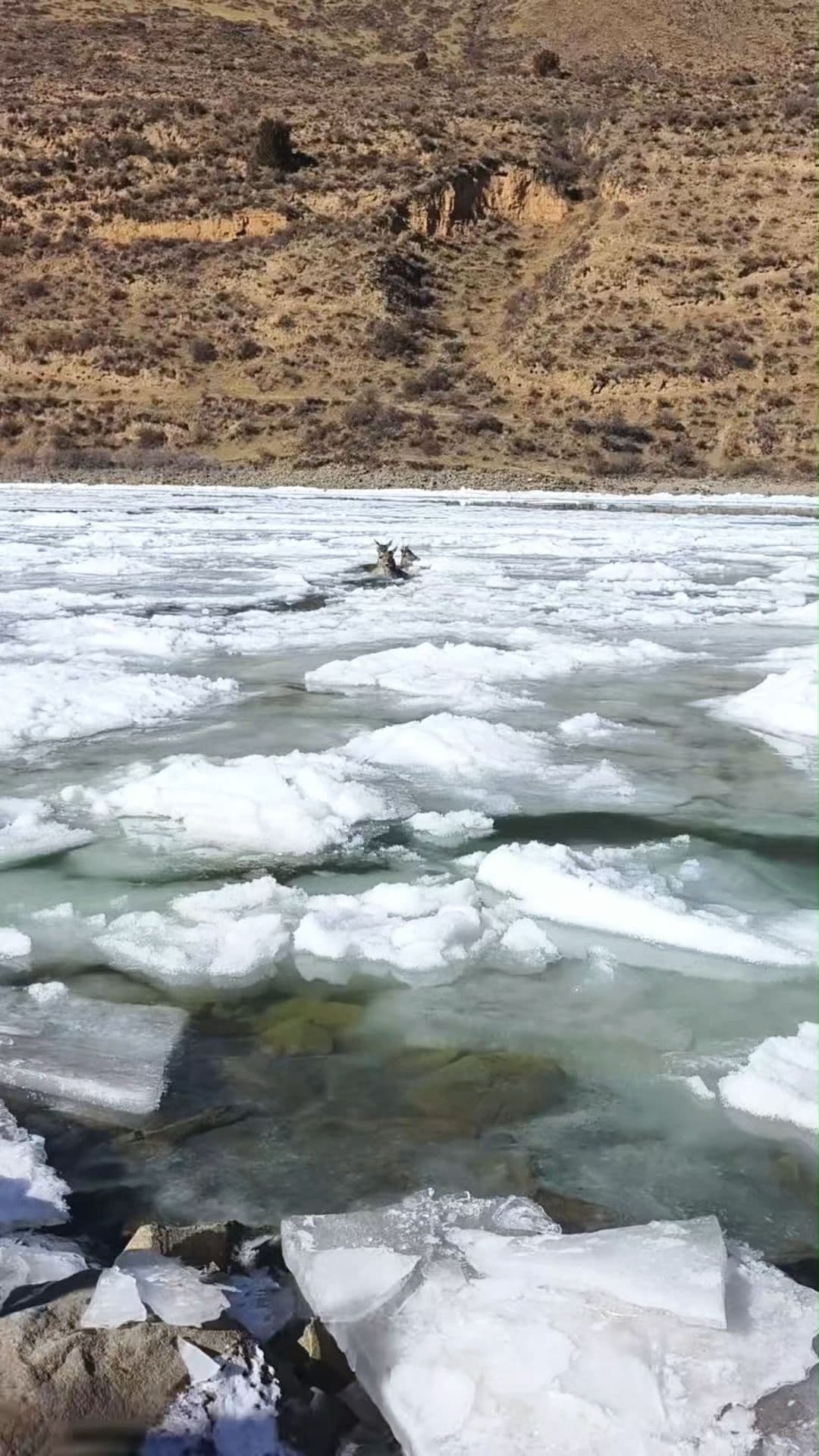 ตำรวจ-ชาวบ้านช่วย 'กวางปากขาว' ตกแม่น้ำเย็นจัดในเสฉวน