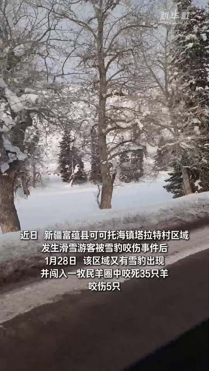 รวบแล้ว! ซินเจียงดักจับ 'เสือดาวหิมะ' โจมตีนทท.-กัดแกะเจ็บตาย 40 ตัว