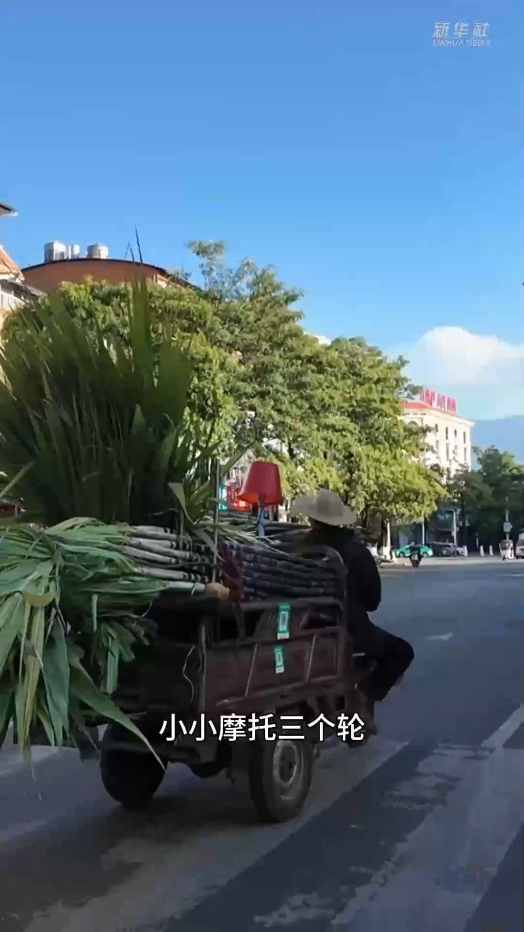 สร้างจุดขาย! พ่อค้าขายอ้อยในยูนนาน ร้องเพลงพื้นบ้านเรียกลูกค้า