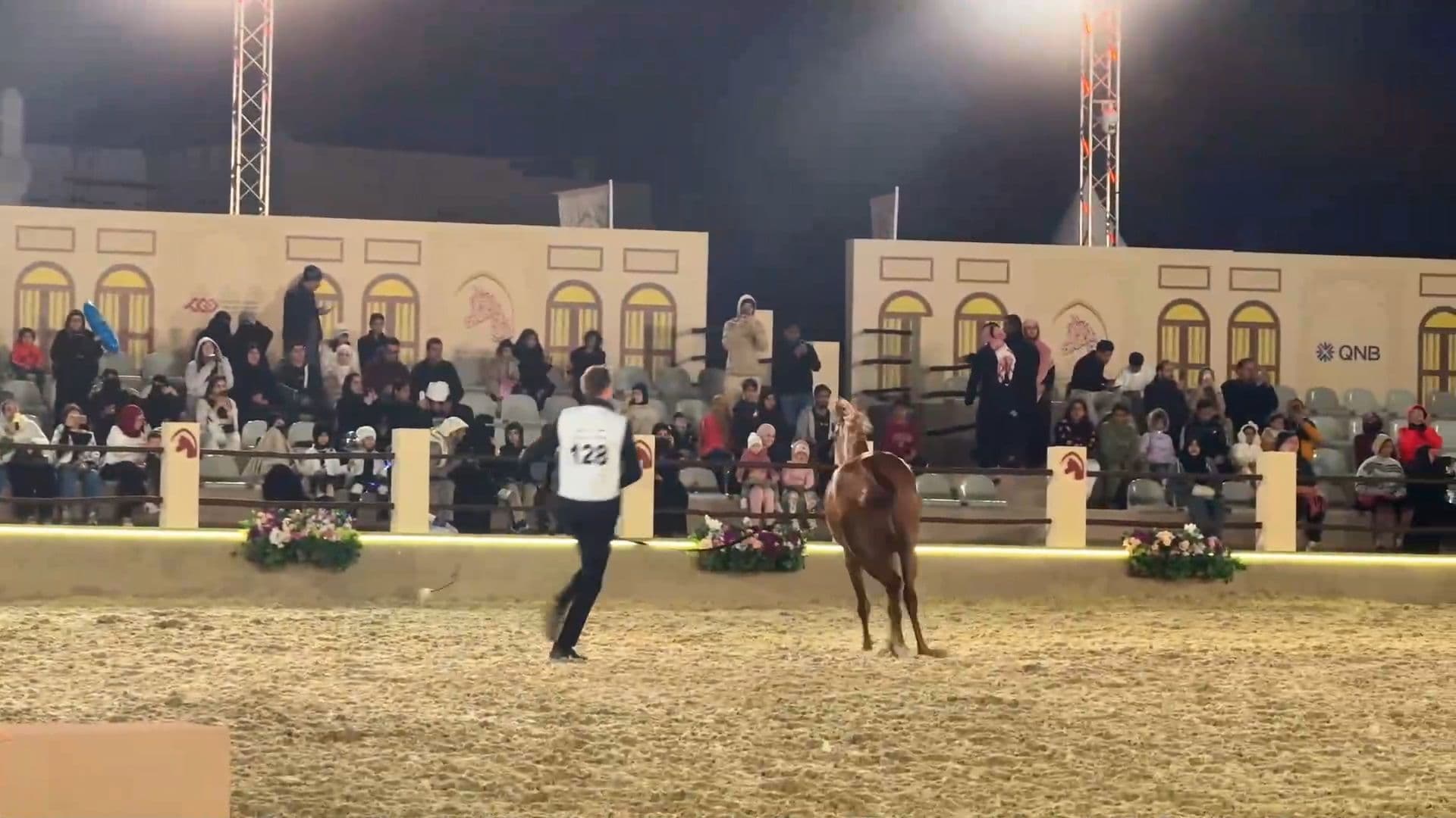 เทศกาลแข่งม้าในโดฮา สัมผัสประวัติศาสตร์-ความงามม้าอาหรับ