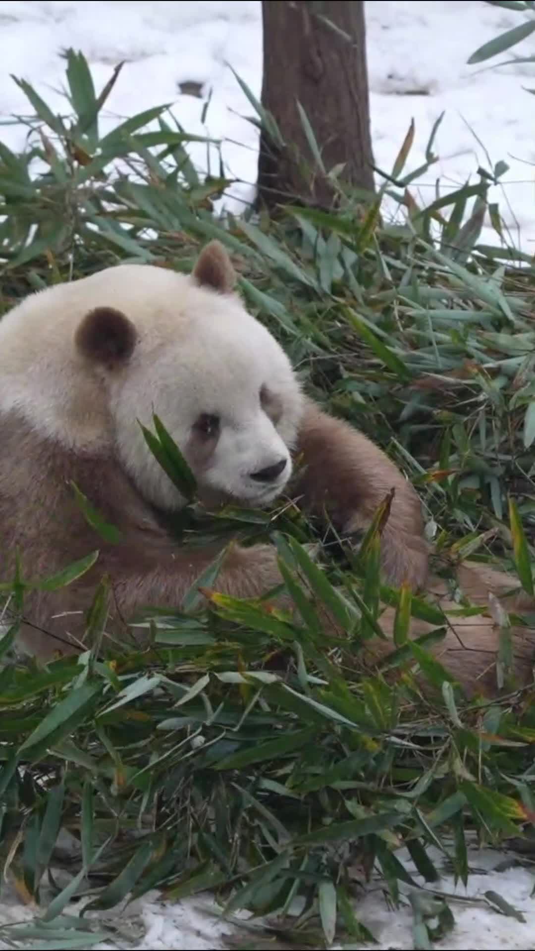 ชีไจ่' แพนด้ายักษ์สีน้ำตาล เล่นซนสบายใจกลางหิมะในส่านซี