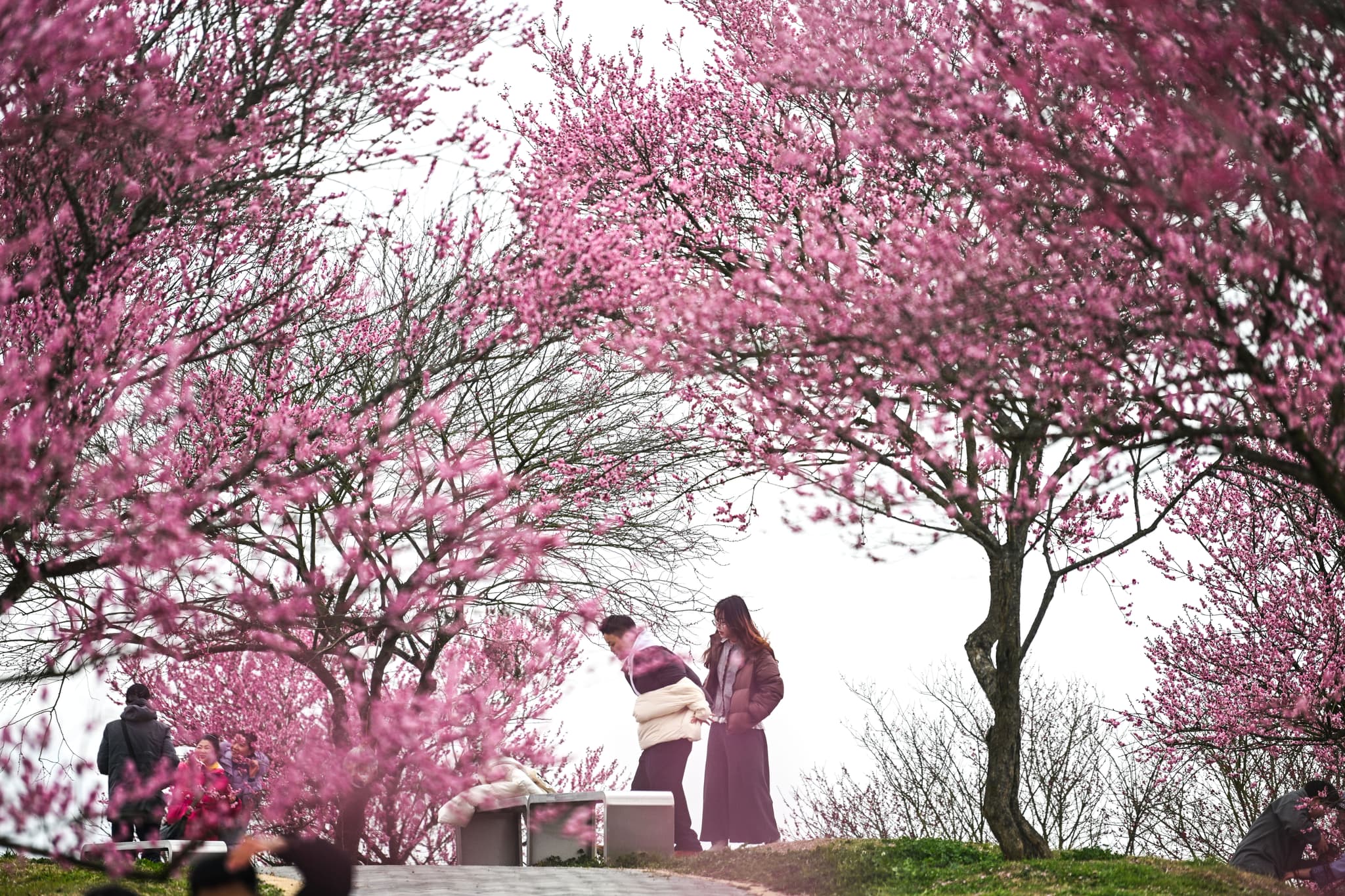 สวน 'ดอกบ๊วย' สีหวานกว่า 5 หมื่นต้น เปิดรับแขกในกุ้ยโจว