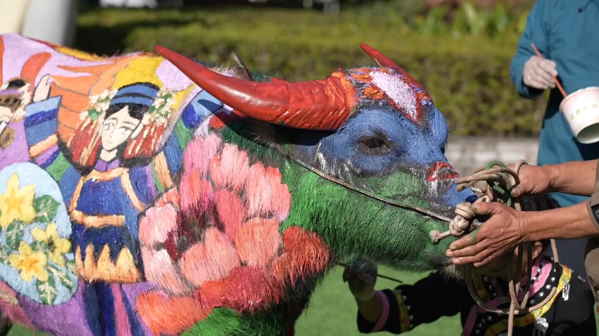 วาดลวดลายบนตัว 'ควาย' สร้างงานศิลป์มีชีวิตในยูนนาน