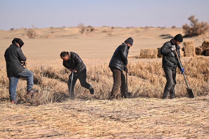 ซินเจียงเดินหน้าสร้างตารางกองฟาง สกัด 'ทะเลทราย' ขยายตัวในฤดูหนาว