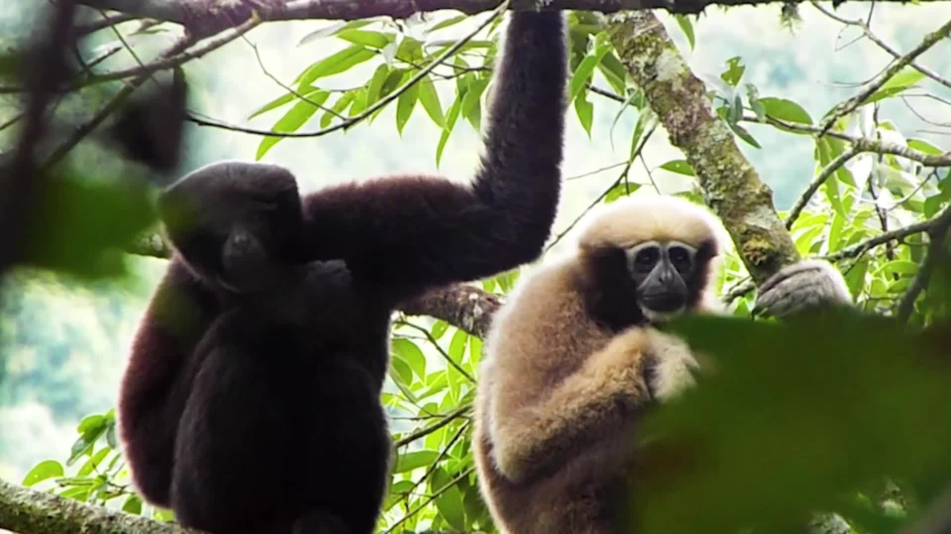 นักวิจัยจีนเปิด 'บันทึกชีวิตบนยอดไม้' ของ 'ชะนีสกายวอล์กเกอร์' ในยูนนาน