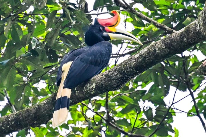 ส่องสัตว์หลากชนิด เจ้าถิ่นป่าฝนในมาเลย์