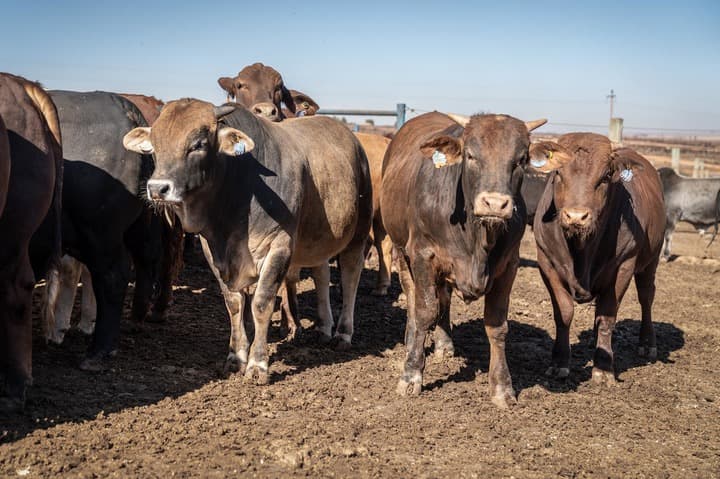 จีนเริ่มมาตรการปกป้องการนำเข้า 'เนื้อวัว' ที่เพิ่มขึ้น