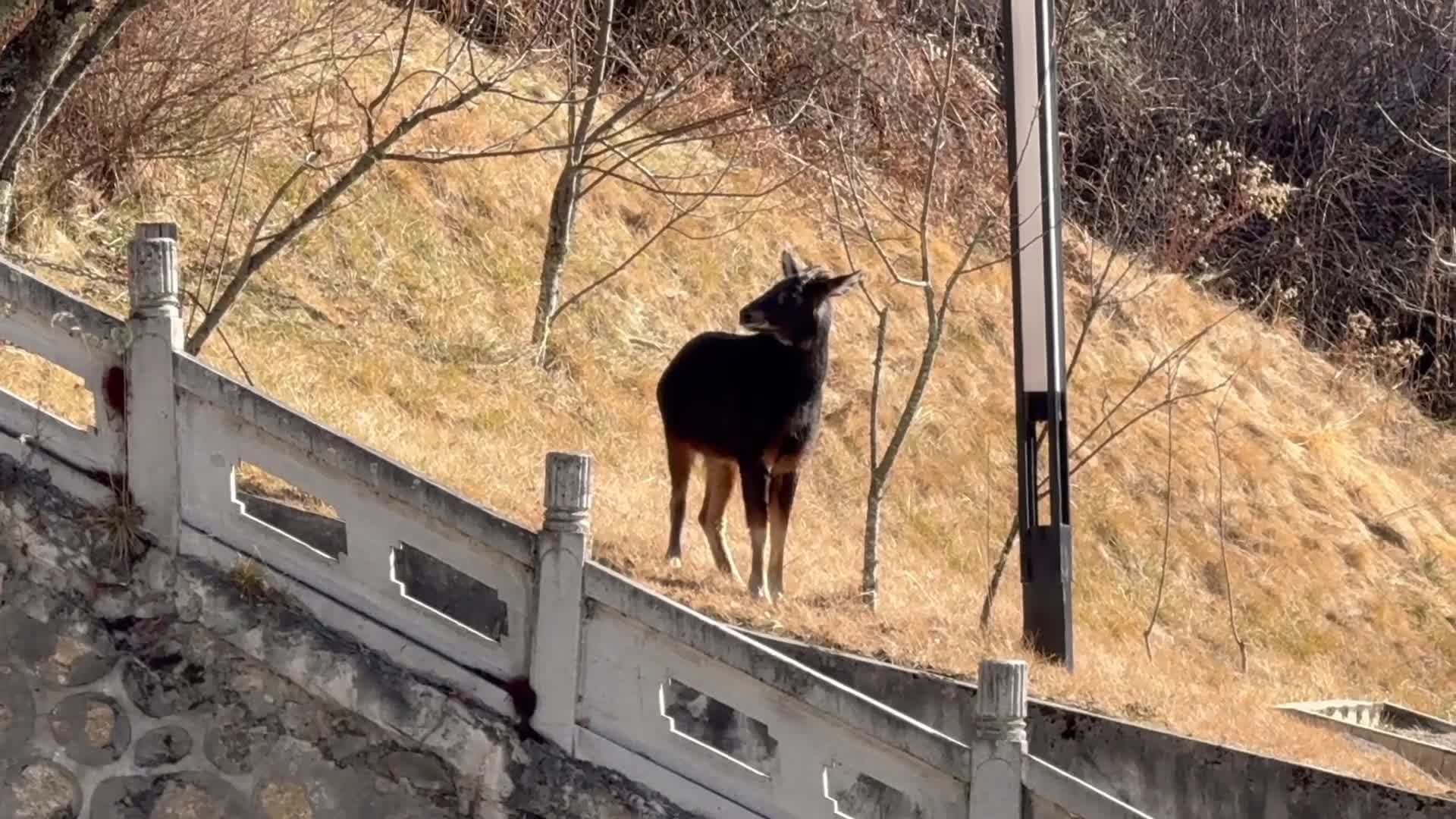 ด่านชายแดนทิเบตเจอ 'เลียงผาหิมาลัย' แวะเดินเที่ยวก่อนกลับป่า