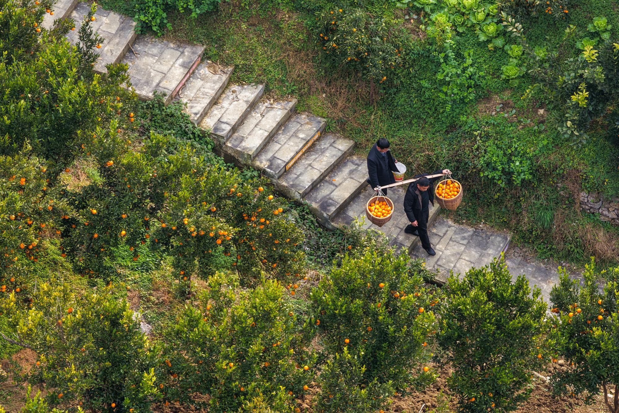 กิจกรรมเก็บสด-ไลฟ์สด ดันยอดขาย 'สวนส้ม' ในฉงชิ่ง