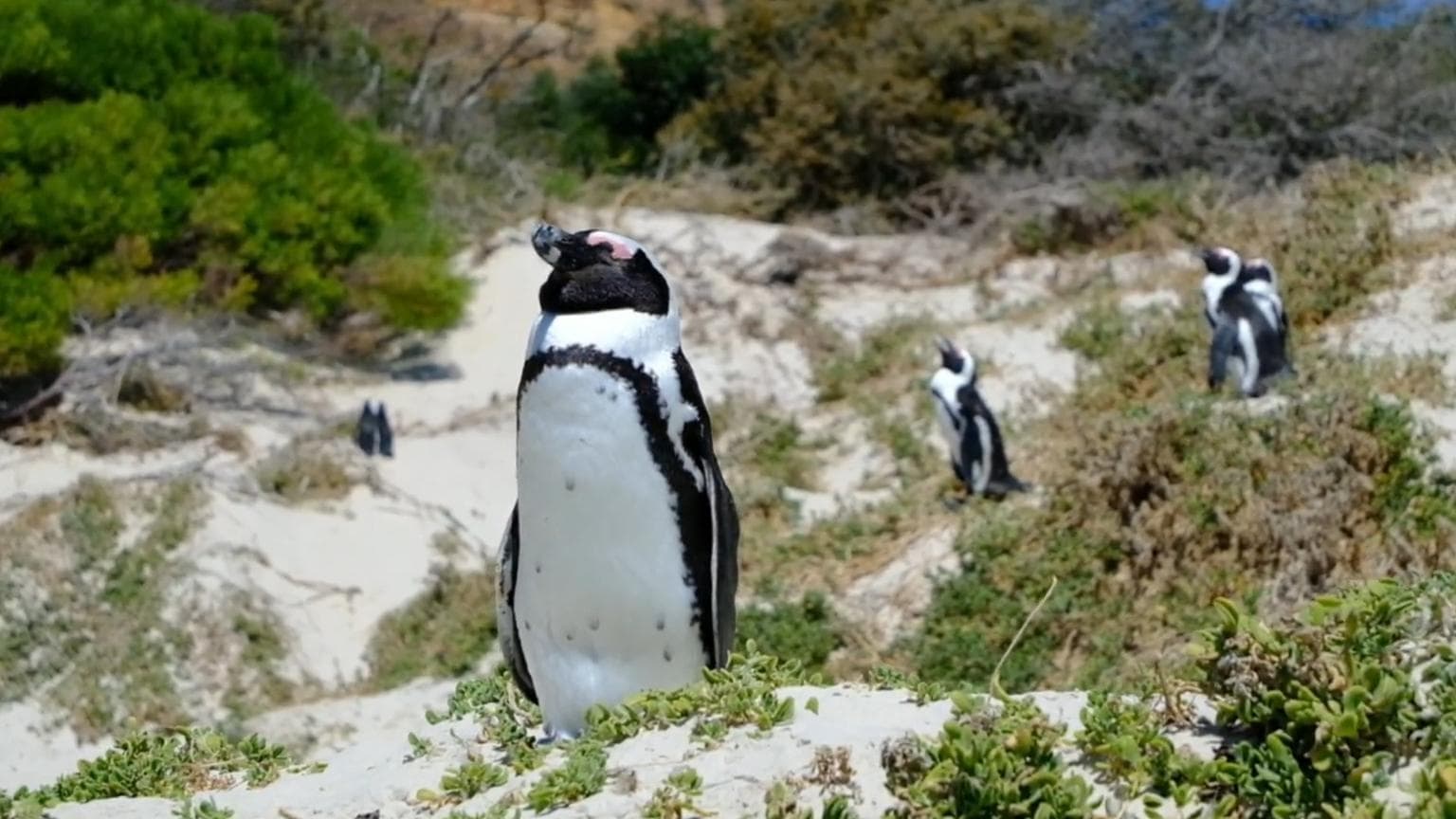 แอฟริกาใต้จับตาไข้หวัดนก คุกคามประชากร 'เพนกวินแอฟริกัน