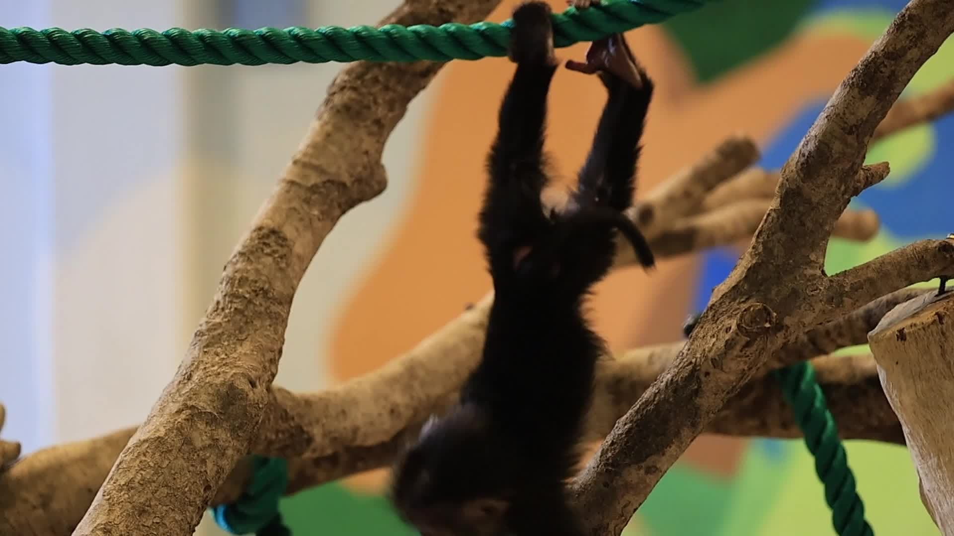 สวนสัตว์ในกวางตุ้งอวดโฉม 'ลูกลิงหางสิงโต' วัยกำลังซน