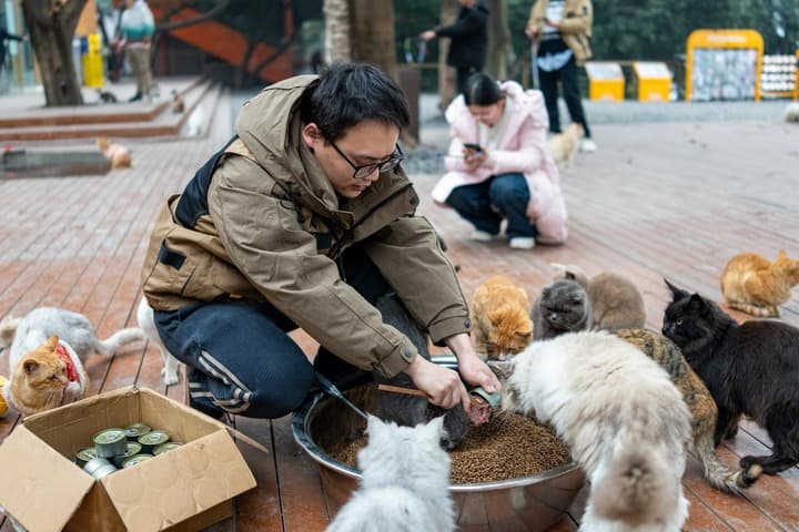 พักใจเติมสุขที่ 'สวนแมว' ในฉงชิ่ง ดูแลเหมียวจร หาบ้านอุปการะ