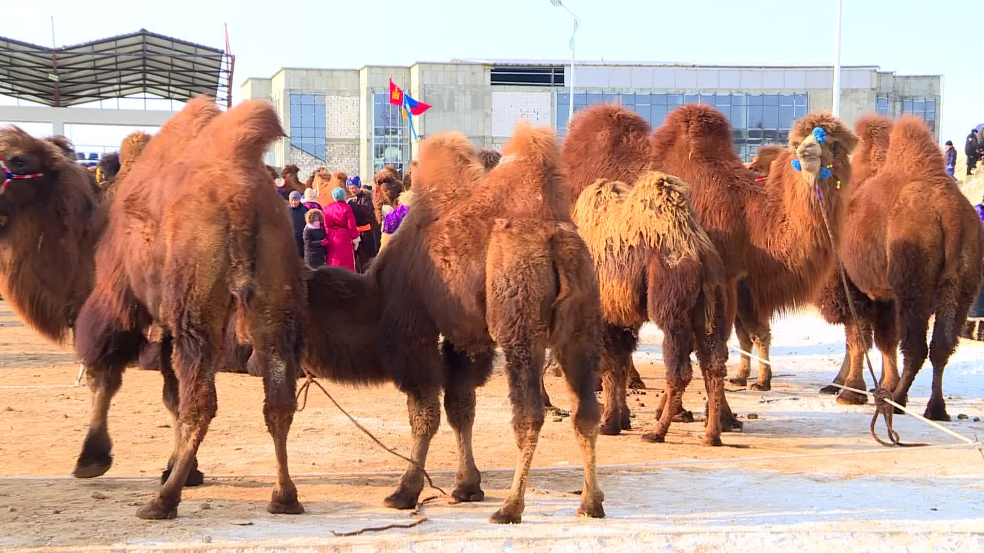 สารพัดกิจกรรมสืบสาน 'วัฒนธรรมอูฐ' ในมองโกเลีย