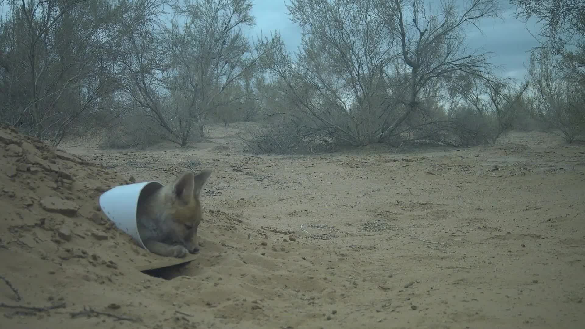 กานซู่จับภาพแมวป่า-หมาจิ้งจอกแดง ใช้ 'โพรงเทียม' ฝีมือมนุษย์เป็นบ้านครั้งแรก