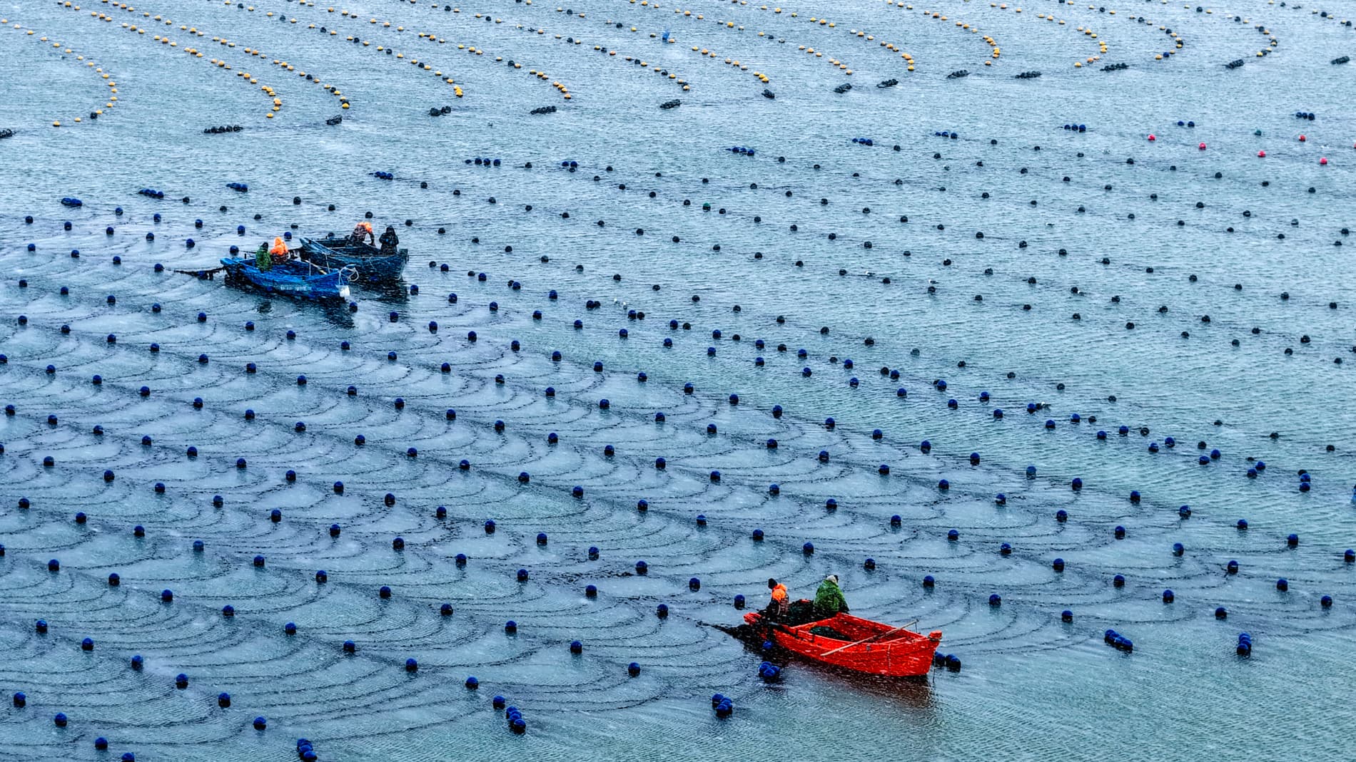ชาวประมงลุยงาน 'ฟาร์มทะเล' กลางอากาศหนาวในซานตง