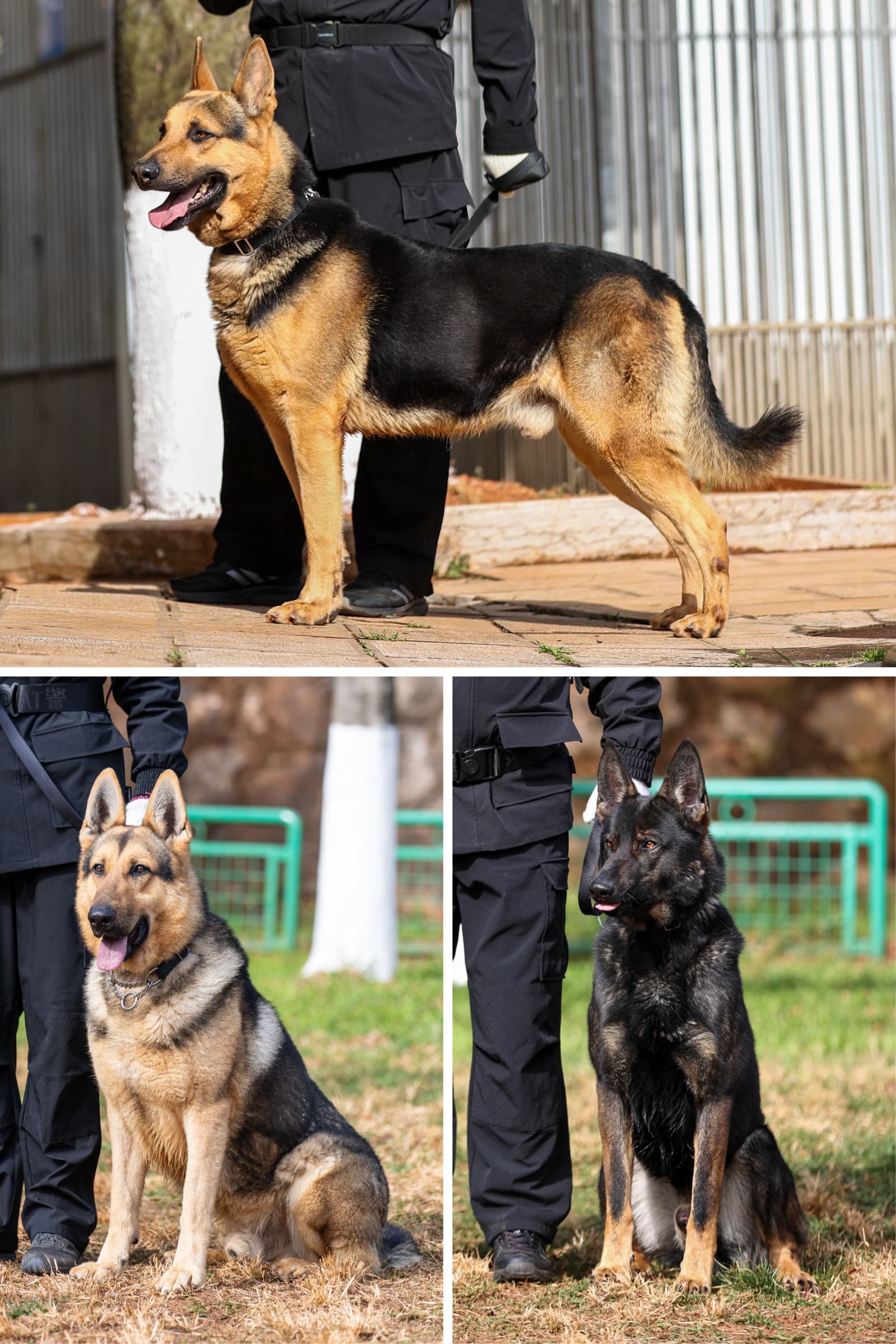 รู้จัก 'สุนัขคุนหมิง' ผู้ช่วยสี่ขาในภารกิจความมั่นคงของจีน