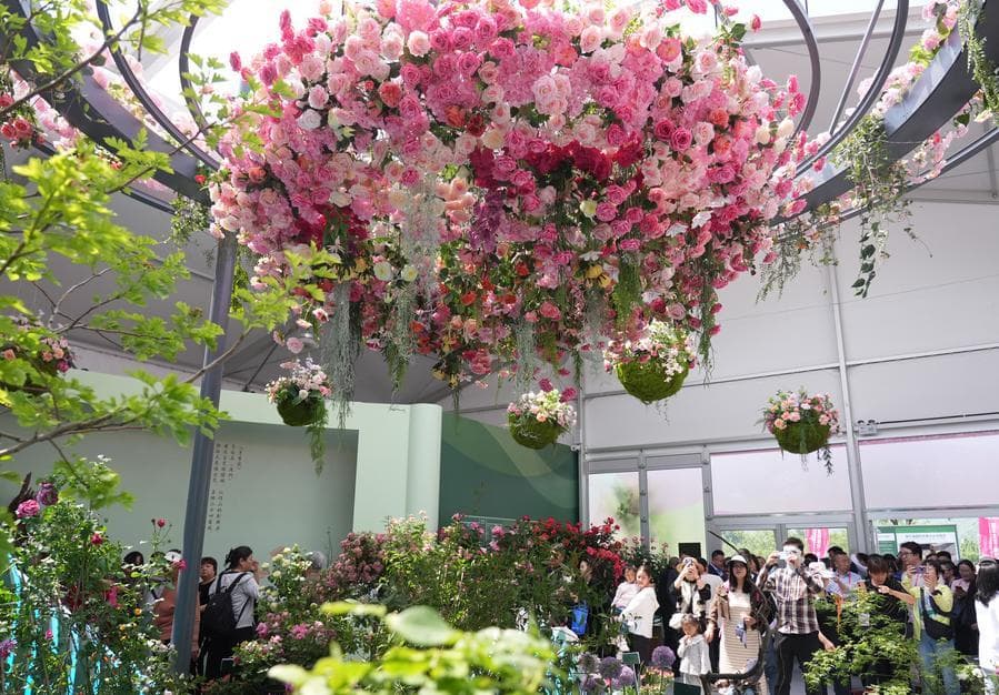 จีนส่ง 'กุหลาบอวกาศ' กลับโลก มุ่งหนุนปรับปรุงพันธุ์พืช