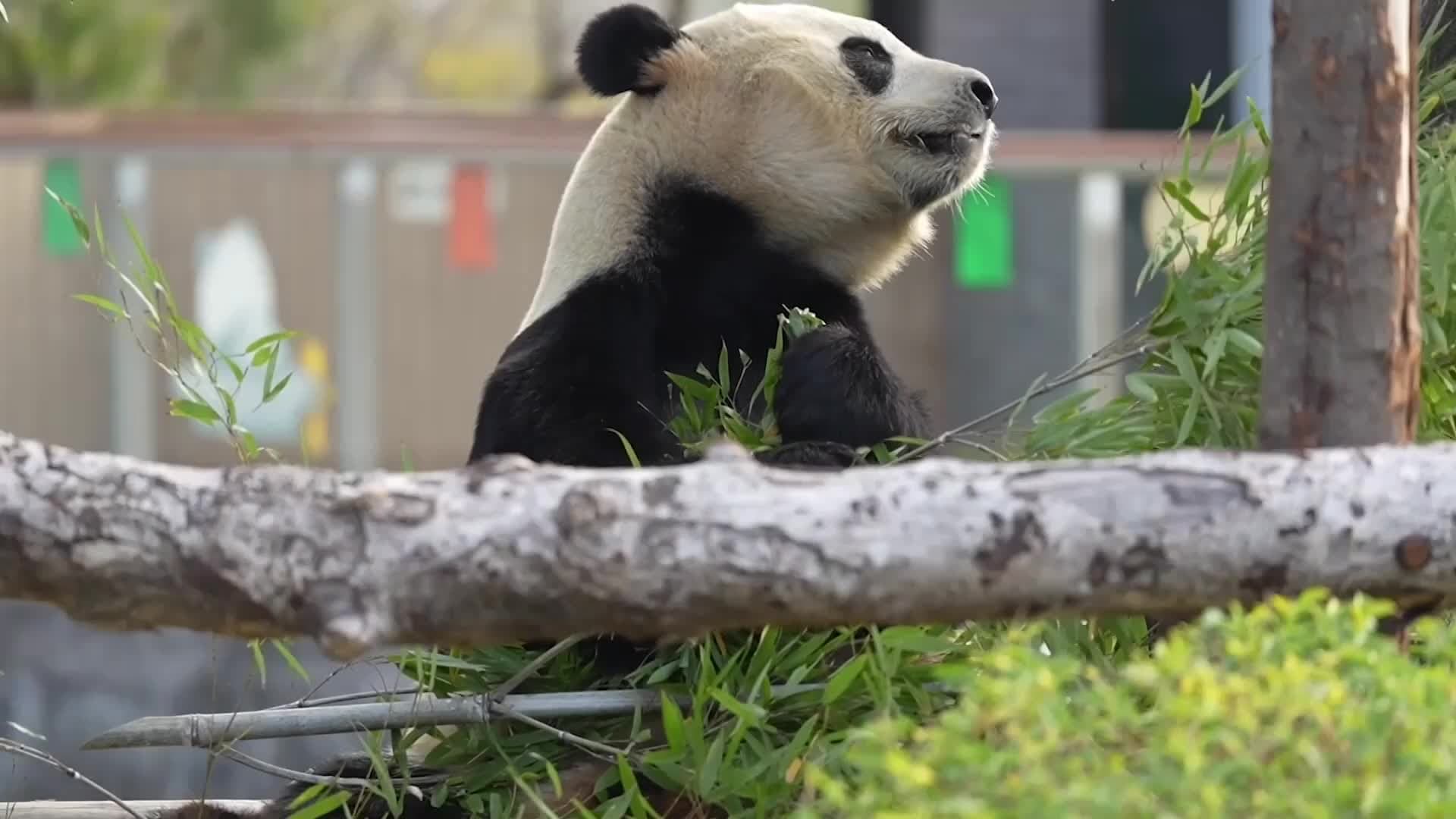 แก๊ง 5 แพนด้ายักษ์ตัวกลม ปรับตัวสู่บ้านใหม่ในฝูโจว ไลฟ์สดเคี้ยวไผ่หมุบหมับ
