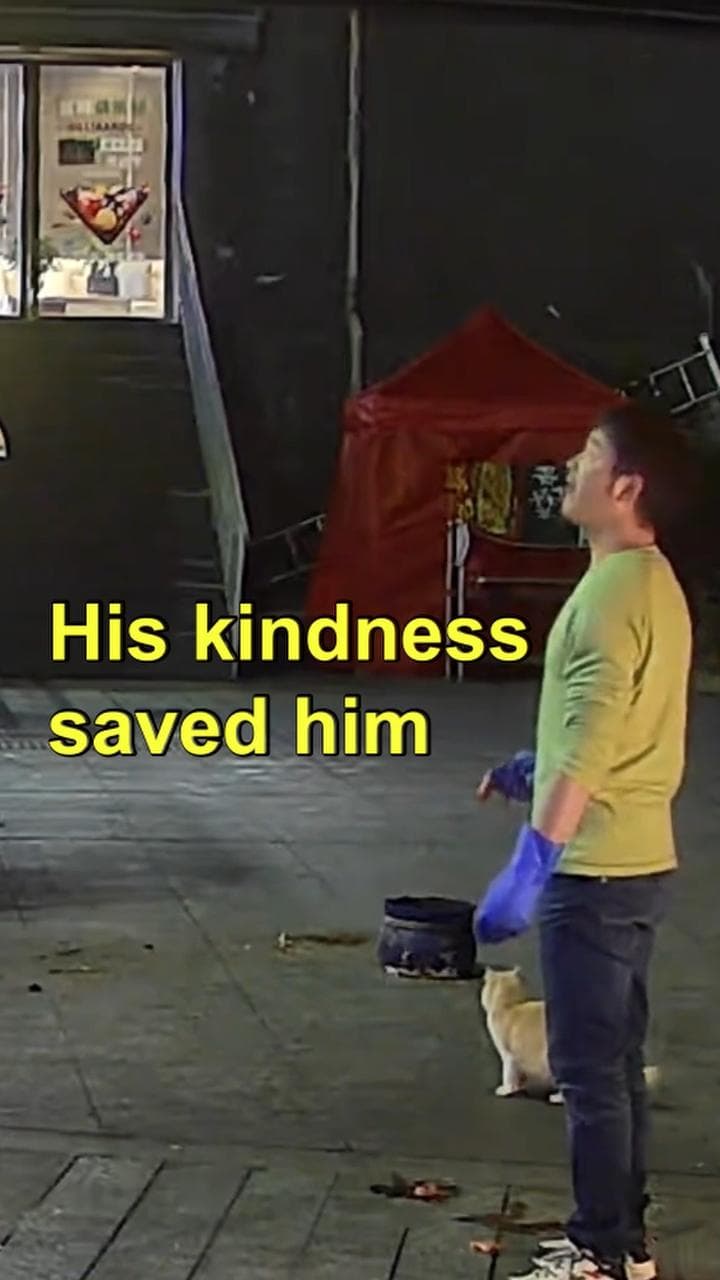 บุญติดจรวด! เจ้าของร้านปลาย่างในกุ้ยหยางรอดหวุดหวิด หลังให้อาหารแมวจร