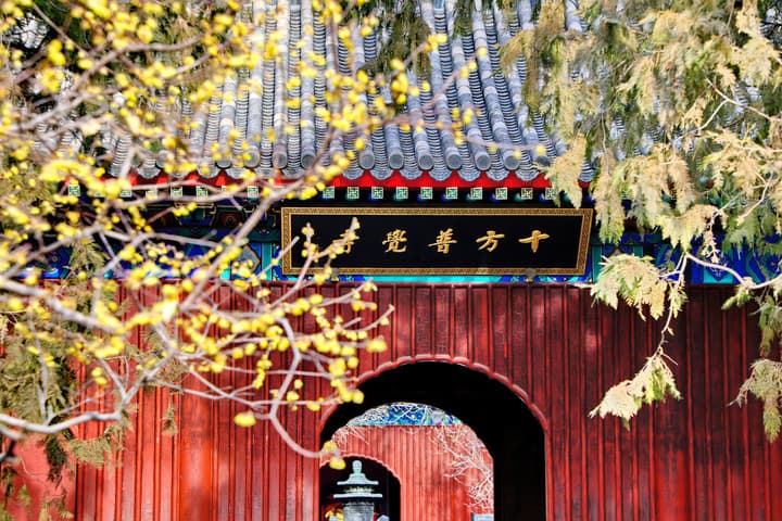 ดอกหล้าเหมยบานแต้มสีสันวัดพระนอนในปักกิ่ง