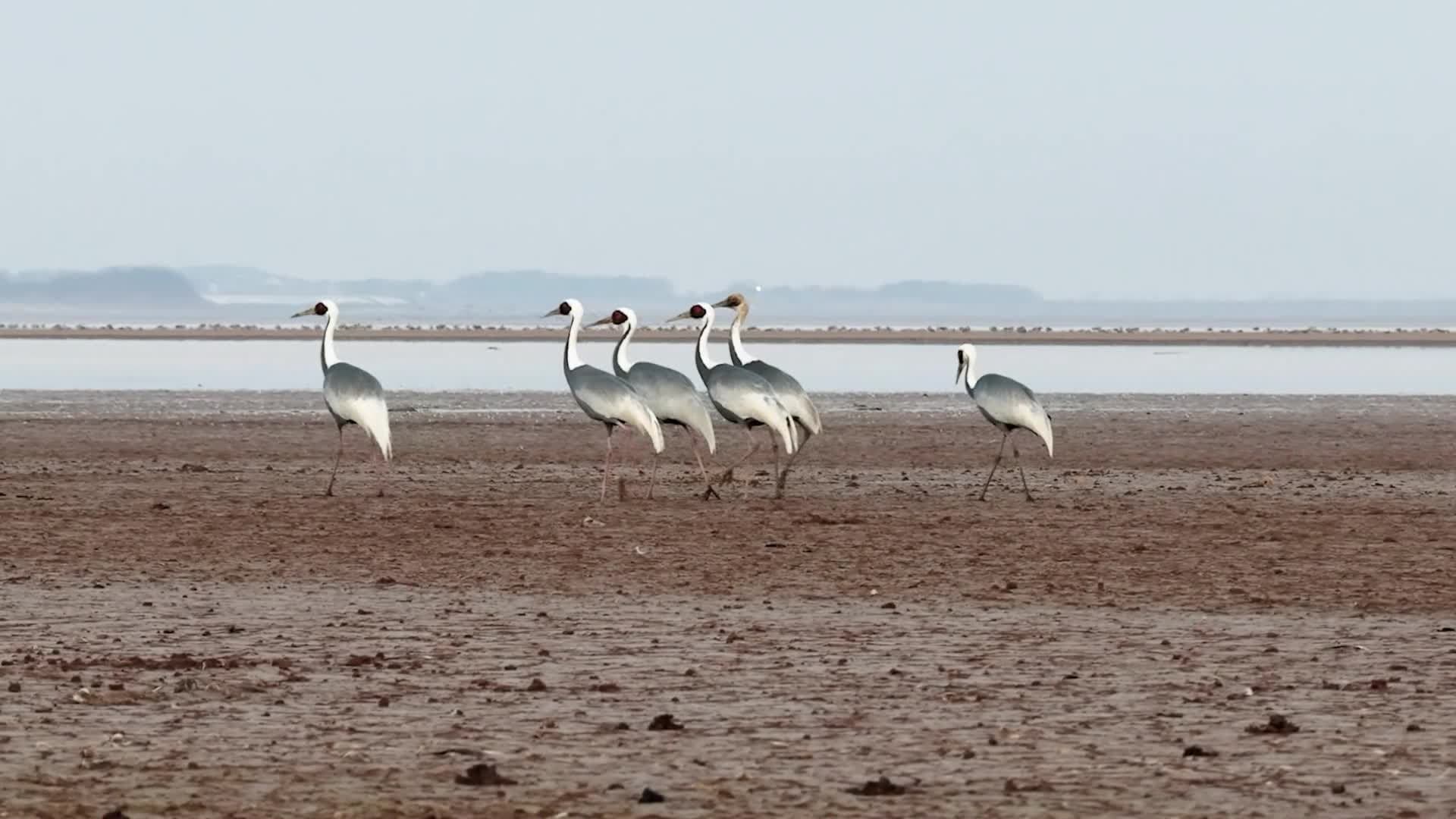 ฝูง 'นกกระเรียนคอดำ' เยื้องย่างงามริมทะเลสาบโผหยาง