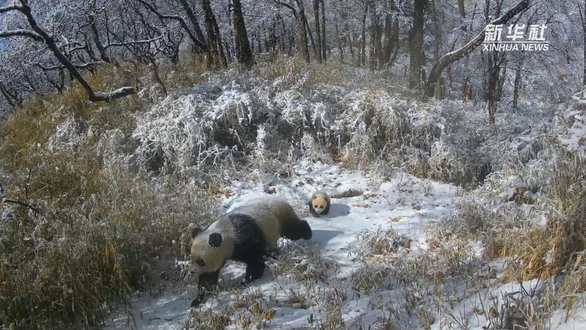 รอด้วยแม่! เสฉวนเผยภาพ 'ลูกแพนด้ายักษ์' เดินต้วมเตี้ยมสุดน่ารักกลางป่า