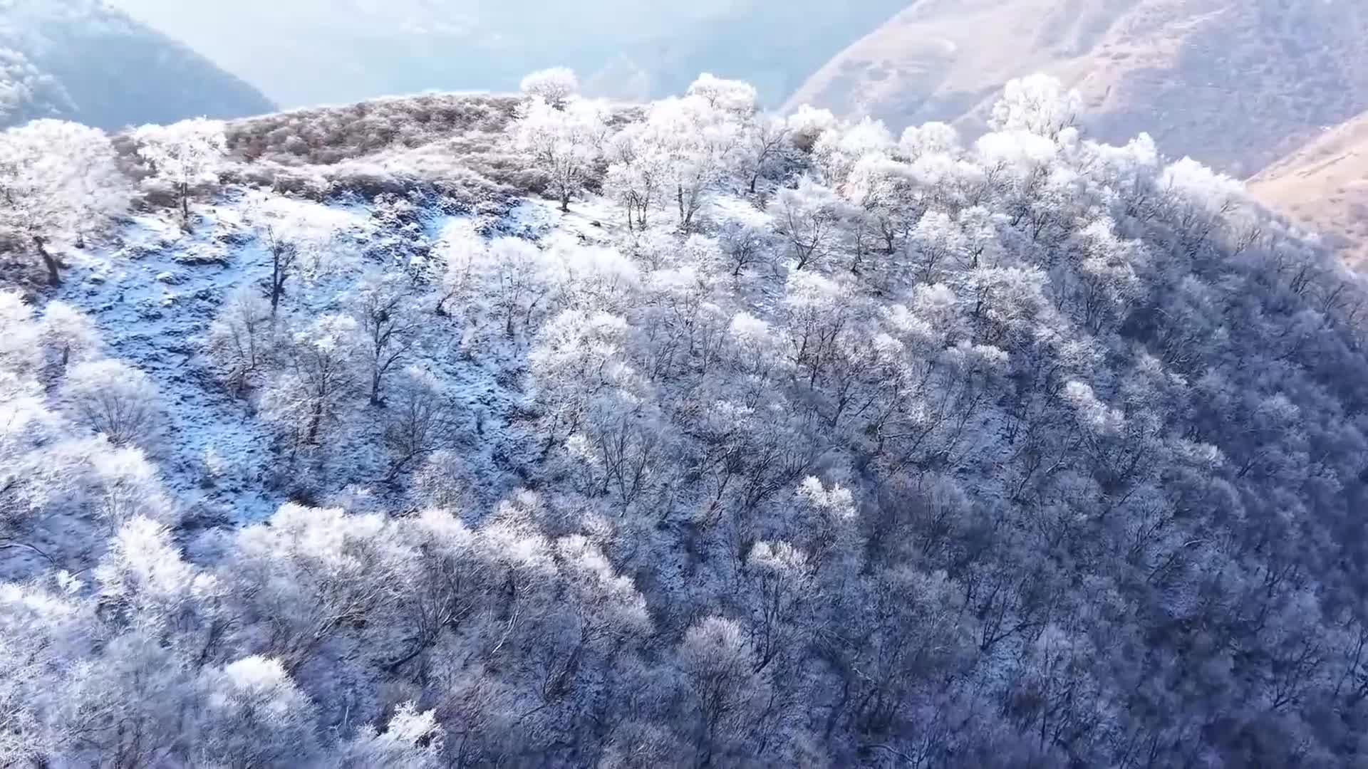 น้ำค้างแข็งเกาะแมกไม้บนเขาสูงในชิงไห่