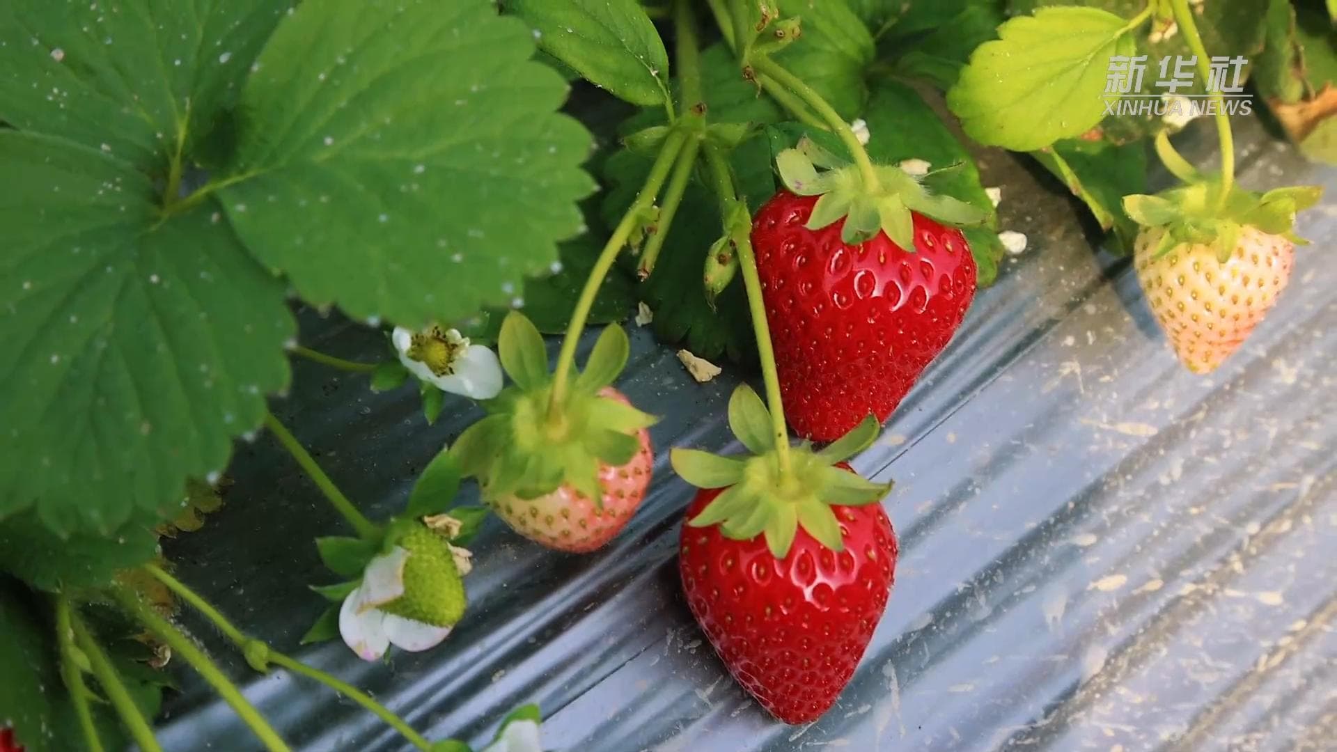 อำเภอในซินเจียงดันการเกษตรโรงเรือน เก็บเกี่ยว 'เปปิโน เมลอน' ลูกโตหนักครึ่งกก.