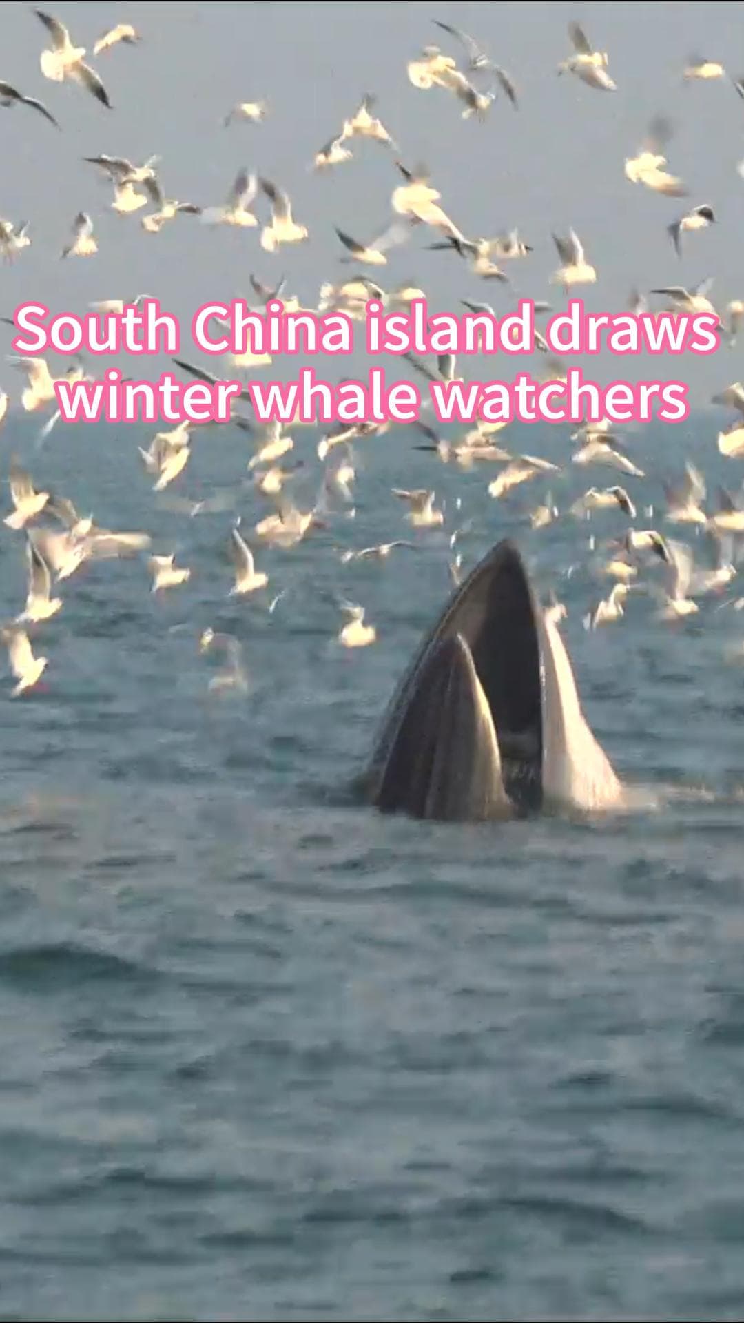 วาฬบรูด้า' โผล่อวดโฉมในกว่างซี ดึงนทท.ชมวาฬช่วงฤดูหนาว