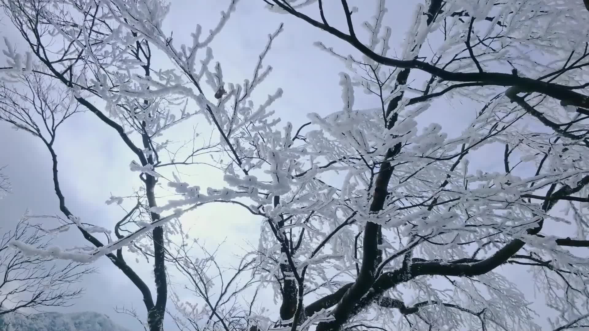 น้ำค้างแข็งประดับ 'ขุนเขาโฝติ่ง' งามดุจโลกเทพนิยาย