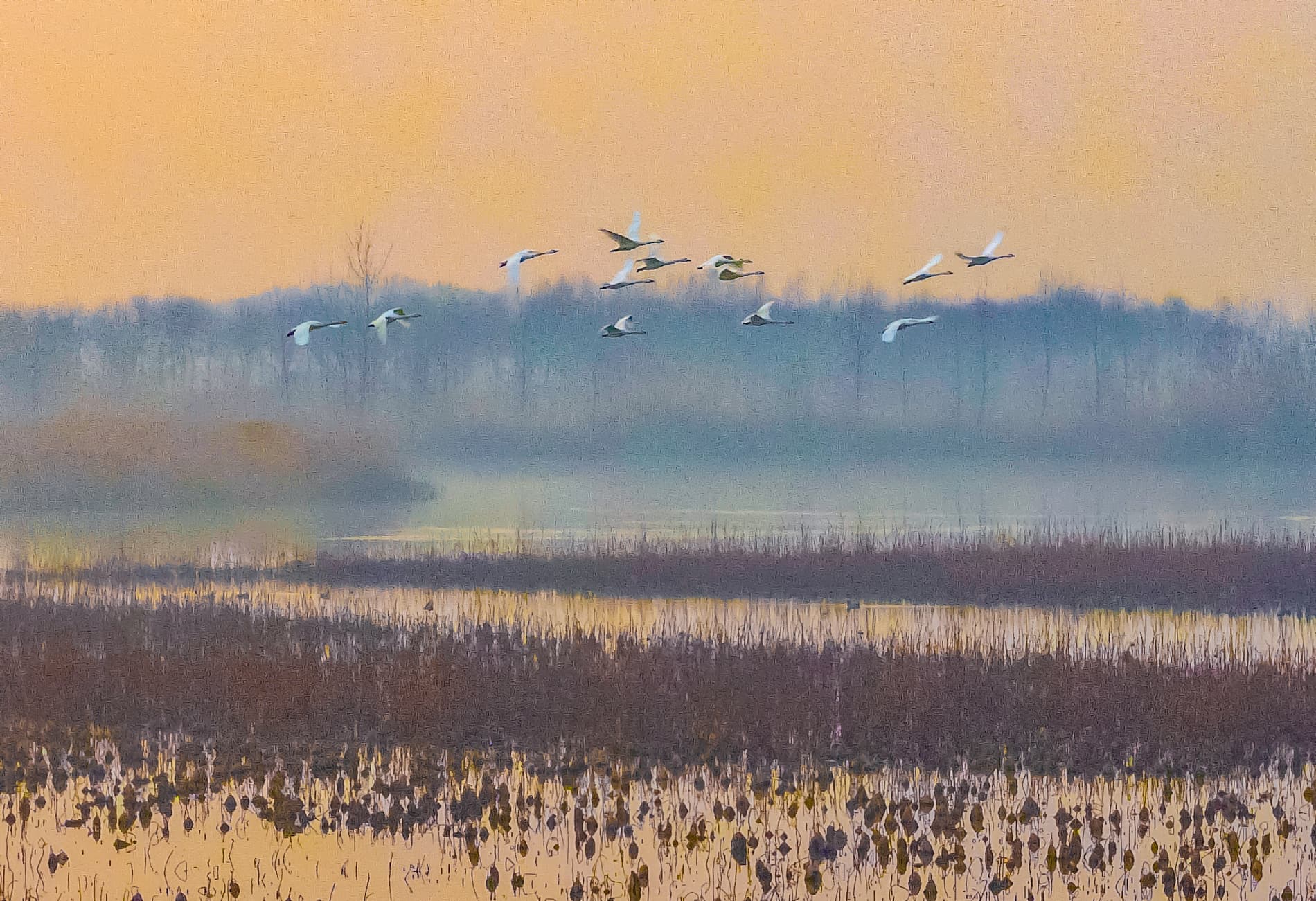 ฝูงหงส์ขาวนวลใช้ชีวิตสุขสงบในเจียงซู