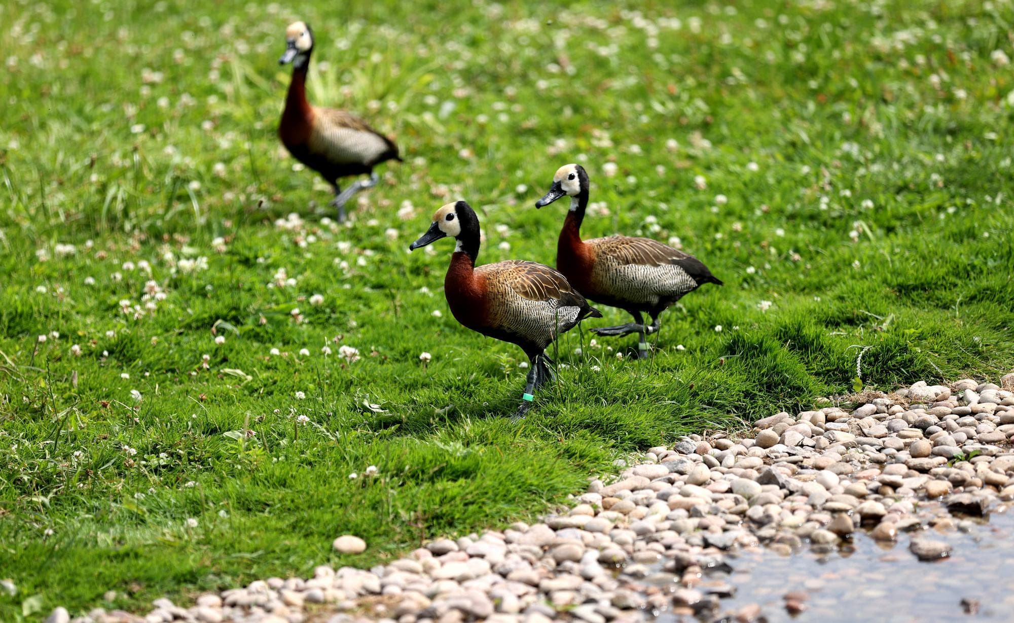 ศึกษาเผยการติดตั้ง 'แผงโซลาร์เซลล์' บนอ่างเก็บน้ำ อาจคุกคามนกน้ำ