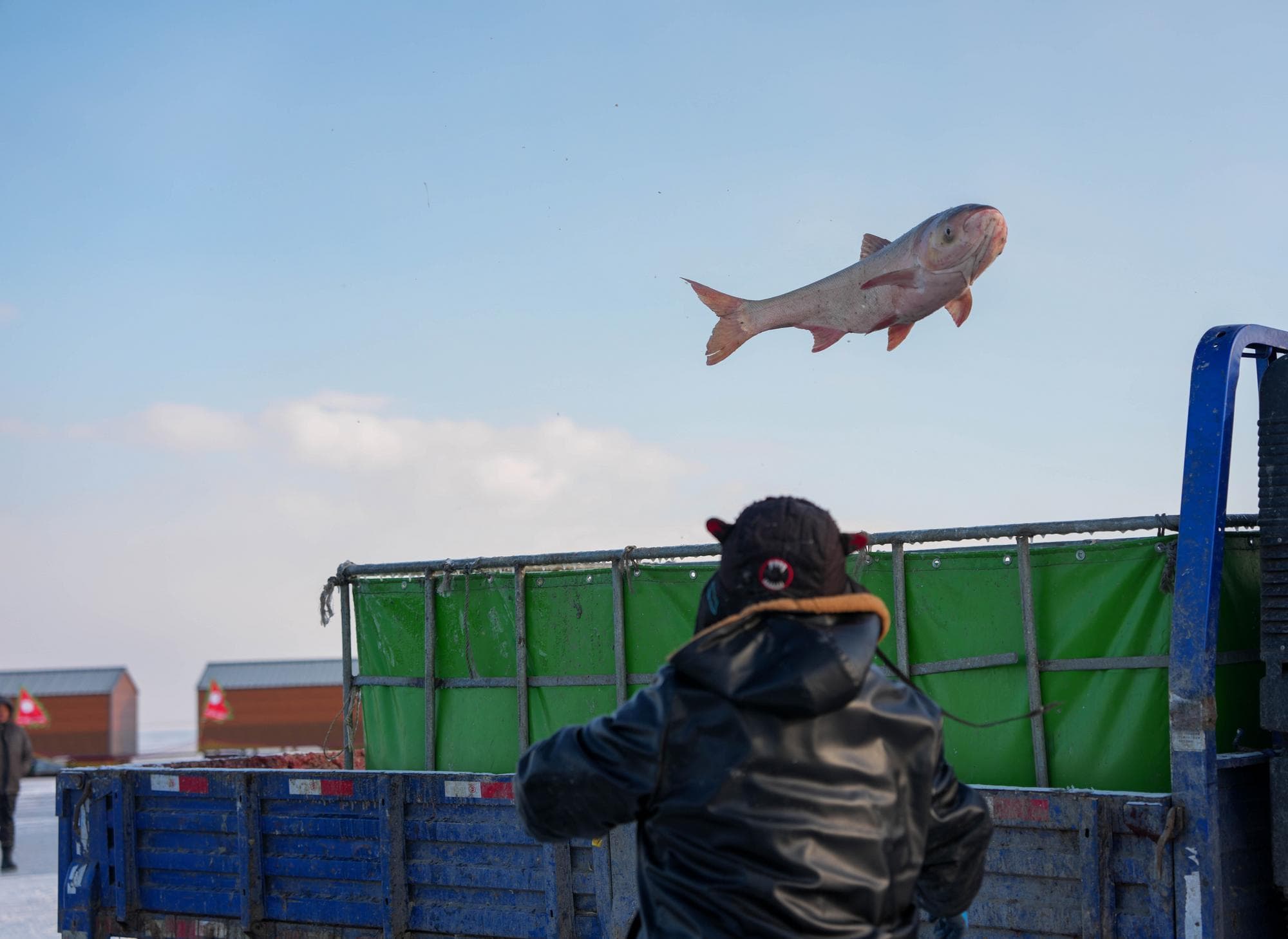 เทศกาล 'จับปลาในทะเลสาบน้ำแข็ง' มรดกวัฒนธรรมในจี๋หลิน