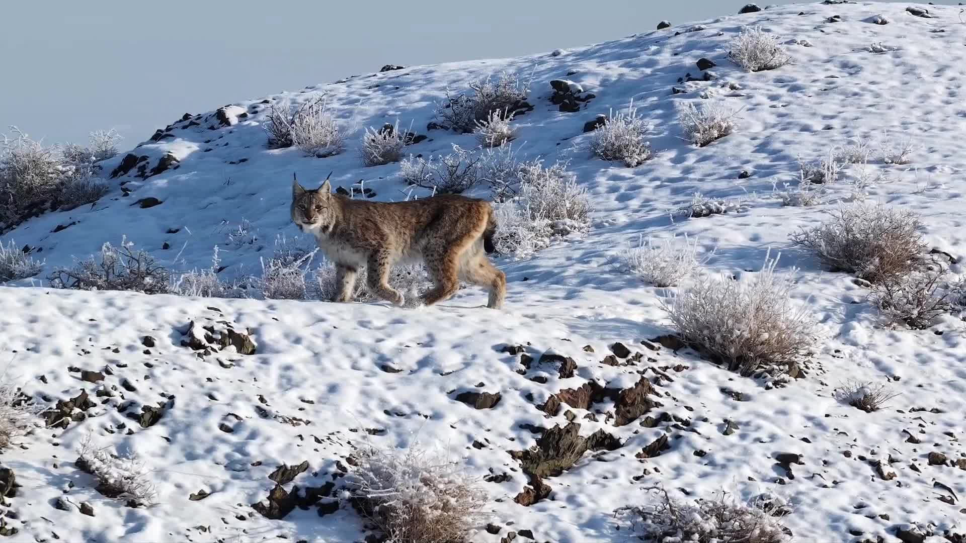 ซินเจียงเจอ 'แมวลิงซ์ยูเรเชีย' หายากใกล้ชานเมือง