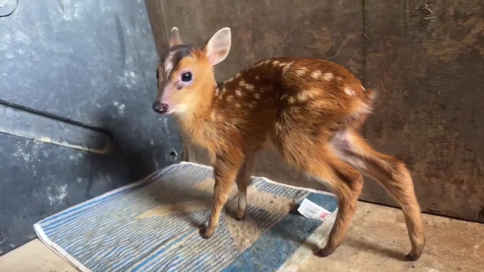 โมเมนต์ประทับใจ 'เก้งคืนป่า' ตอบรับเสียงเรียกเจ้าหน้าที่