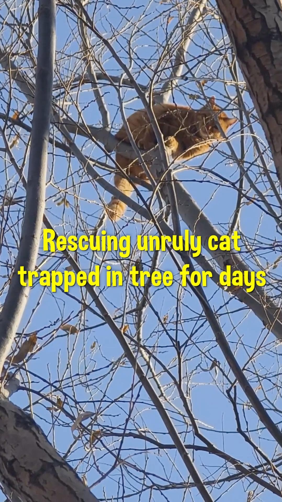 กู้ภัยรุดช่วย 'แมวส้ม' แสนซน ติดยอดไม้สูงในซานซี