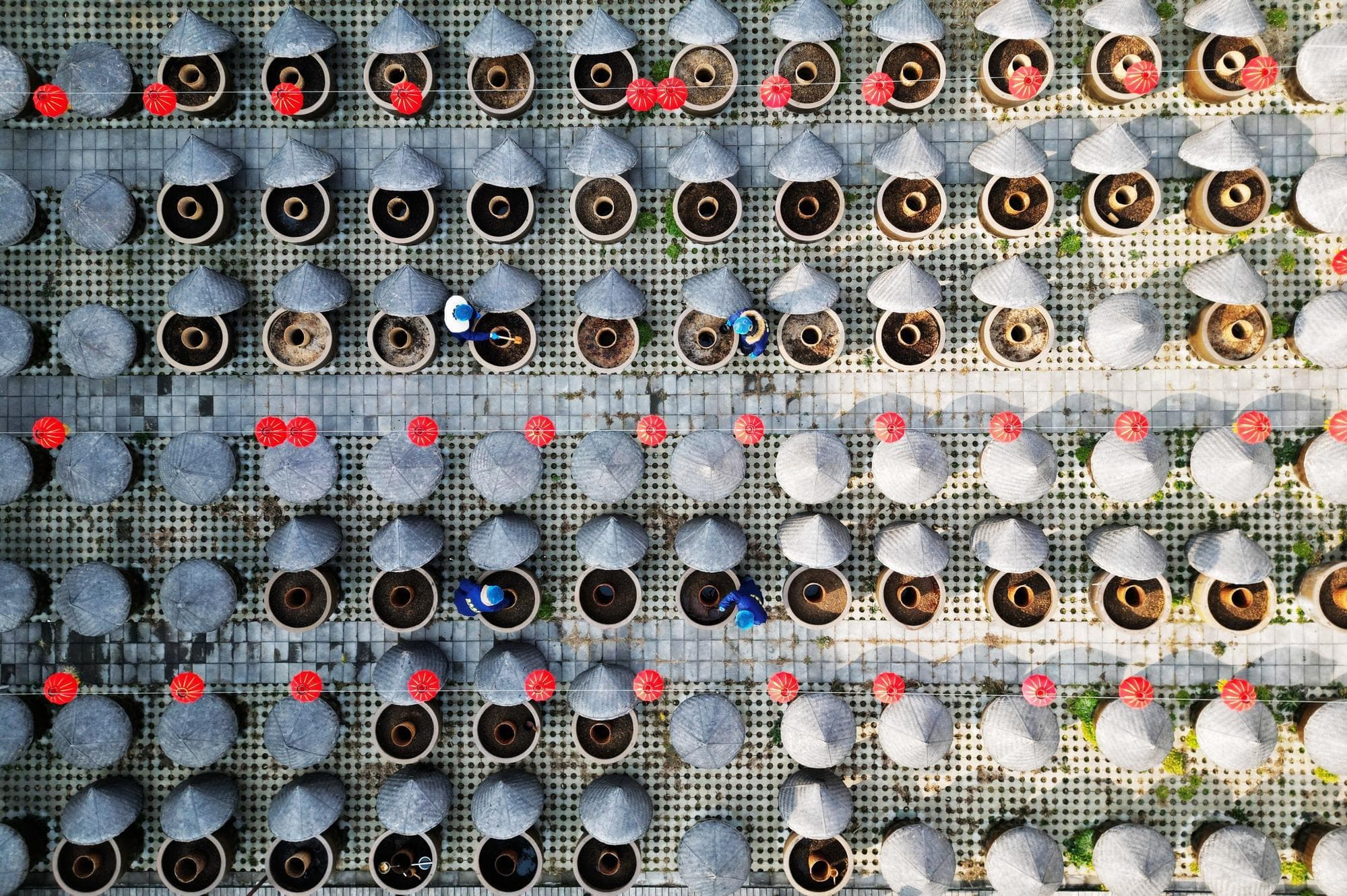 คนงานลุยงานหมัก 'ซีอิ๊ว' เตรียมรับตรุษจีนในซานตง