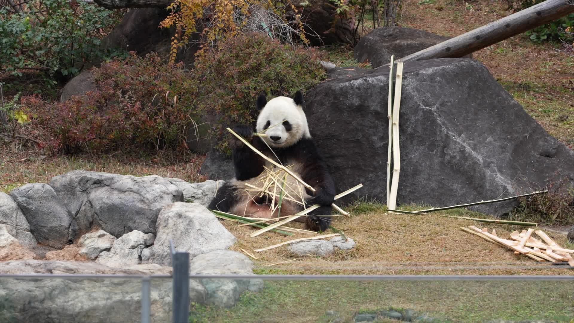 แพนด้ายักษ์' สองตัวสุดท้ายในญี่ปุ่น เตรียมกลับจีน 27 ม.ค.นี้
