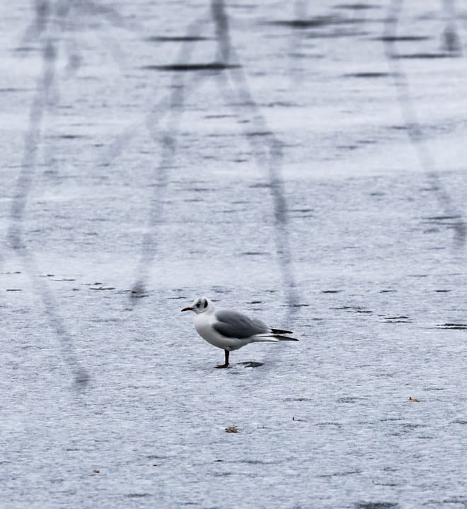 หิมะโปรยกลางลอนดอน อากาศหนาวยังปกคลุม